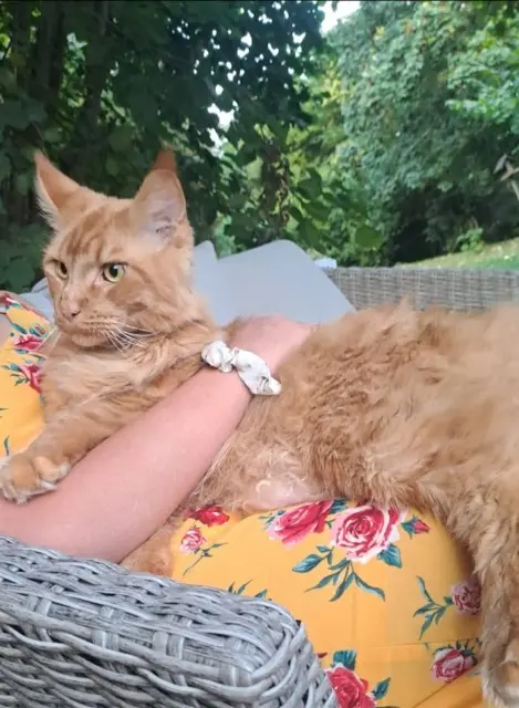 chat lost   27940 Port-Mort Caramel