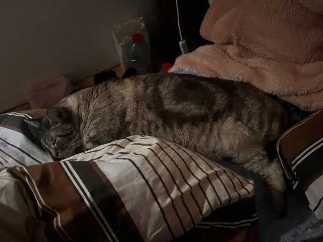 chat lost   27950 Saint-Vincent-des-Bois Chamallow