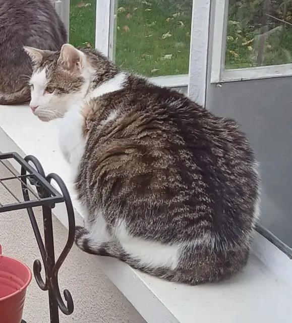 chat lost   27240 Chambois Loulou