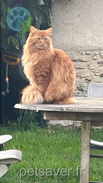 chat lost   27120 Boncourt Charlie