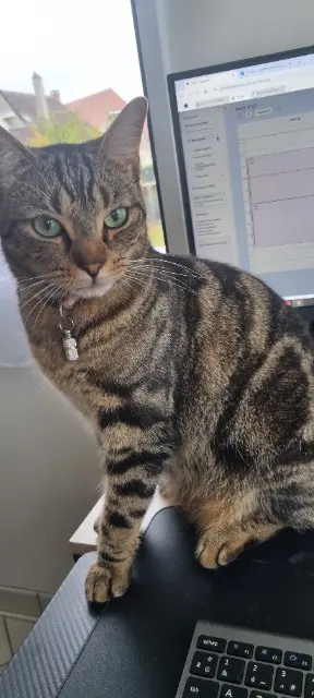 chat lost   27340 Pont-de-l'Arche Charly