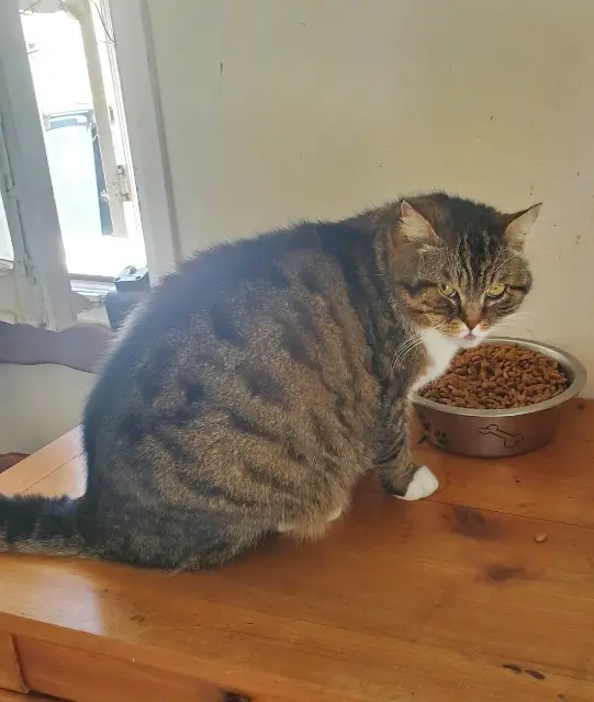 chat lost   27420 Richeville Chatchat
