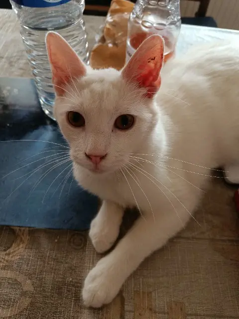 gato perdido 27150 Le Thil César gato lost 27150 Le Thil César
