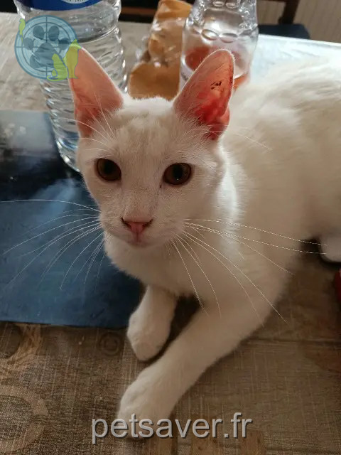 chat perdu 27150 Le Thil César chat lost 27150 Le Thil César