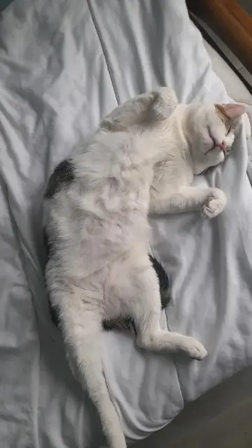 chat lost   27500 Pont-Audemer Dede