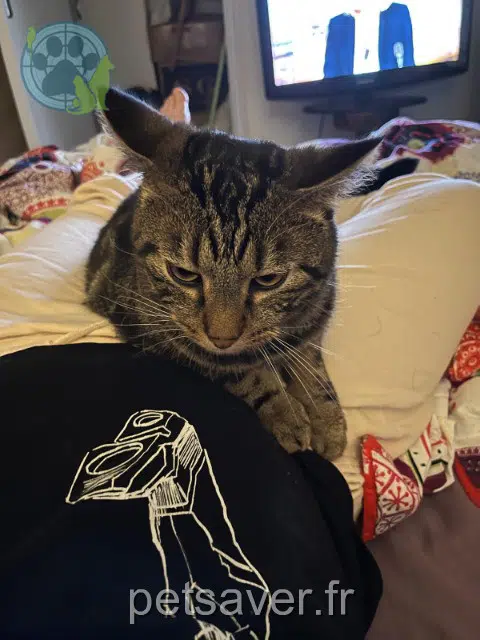 chat lost   27780 Garennes-sur-Eure Doolin