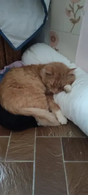 chat lost   27220 L'Habit Elliott