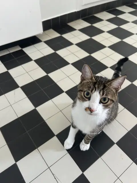 chat lost   27430 Muids Felis