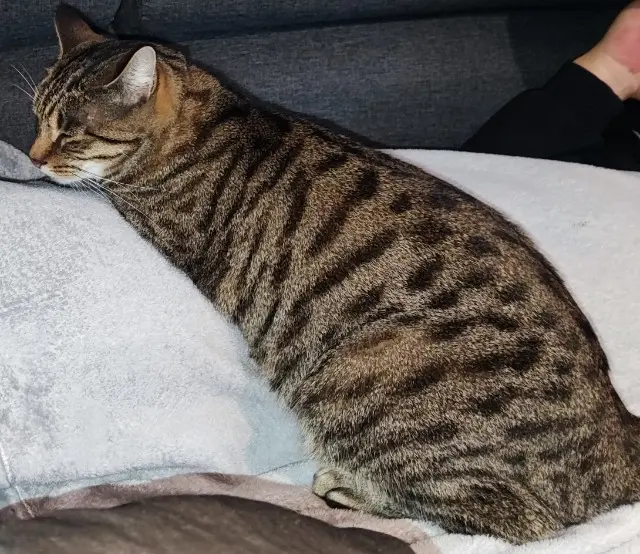 chat lost   27530 Ézy-sur-Eure FILOU