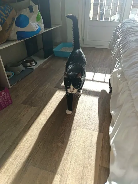 chat lost   27000 Évreux Félix