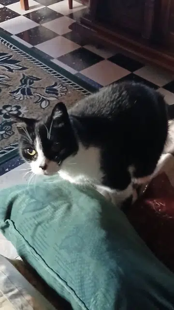 chat lost   27400 Pinterville Félix