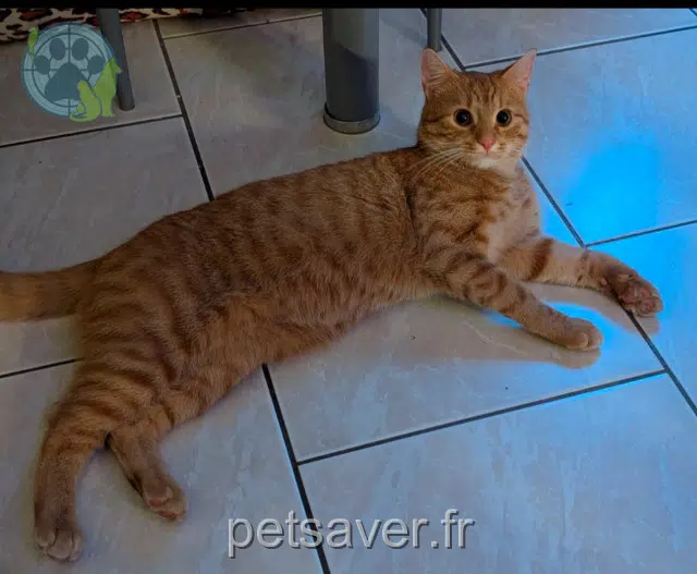 gatto lost   27400 Louviers Gara