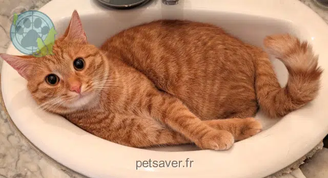gatto lost   27400 Louviers Gara
