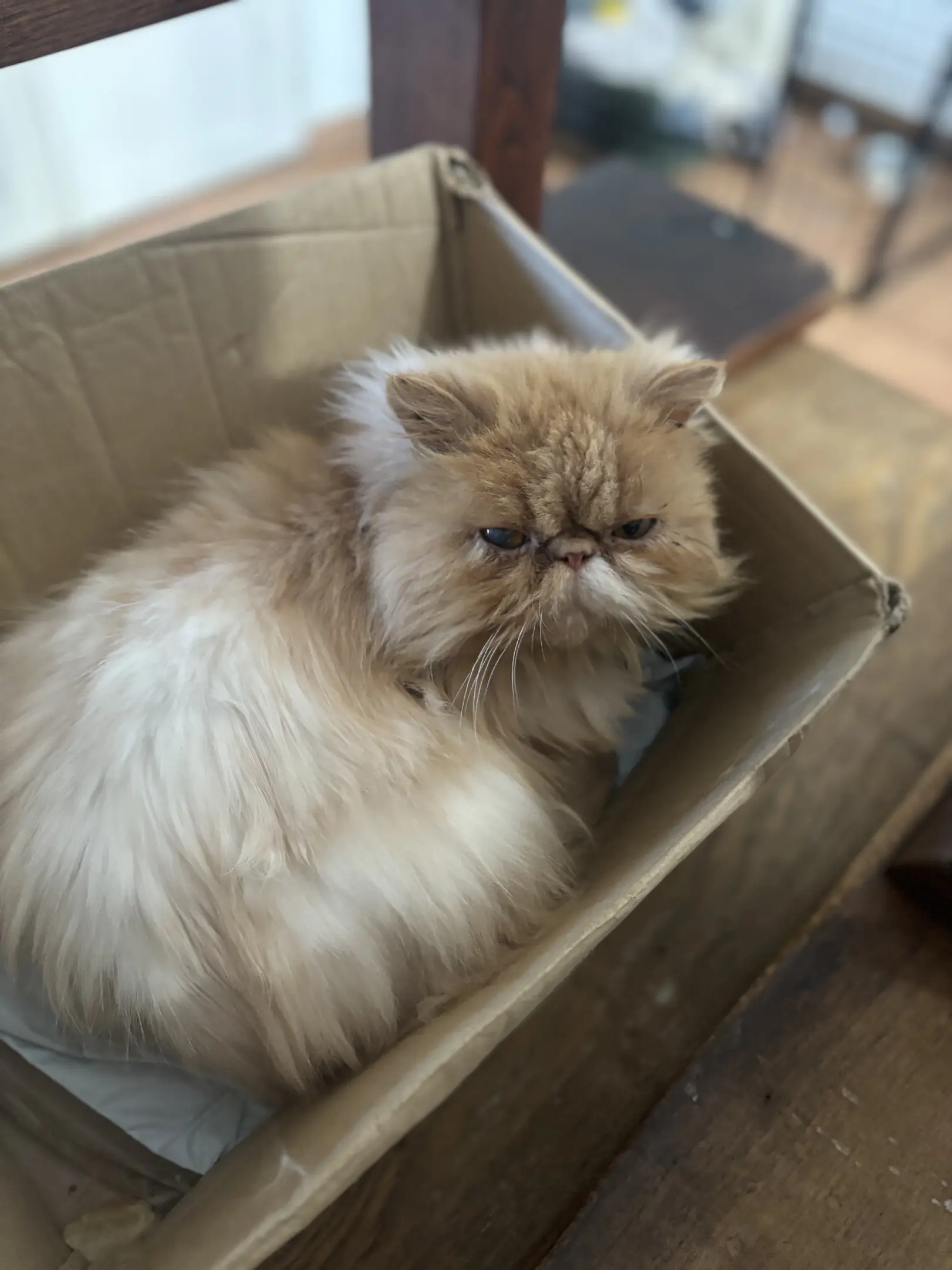 Chat Perdu 27 Eure - Gaétan Chat Perdu 27 Eure - Gaétan