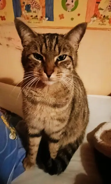 chat lost   27930 Cierrey Gribouille