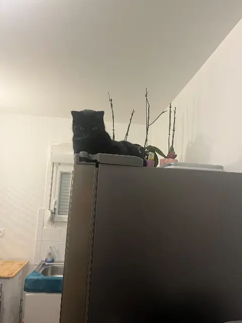 chat lost   27000 Évreux Gribouille