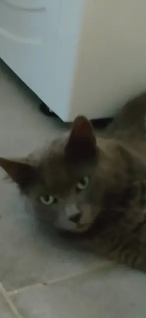 chat lost   27220 L'Habit Gribouille