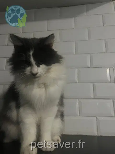 cat lost   27700 Les Andelys Grisou
