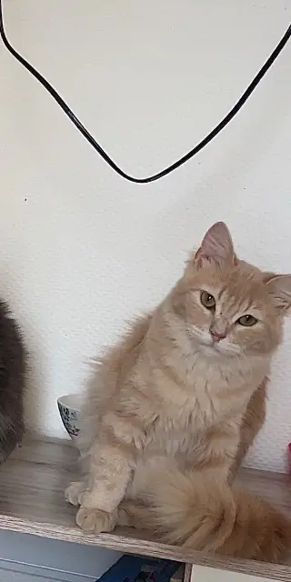 chat lost   27200 Vernon Gucci