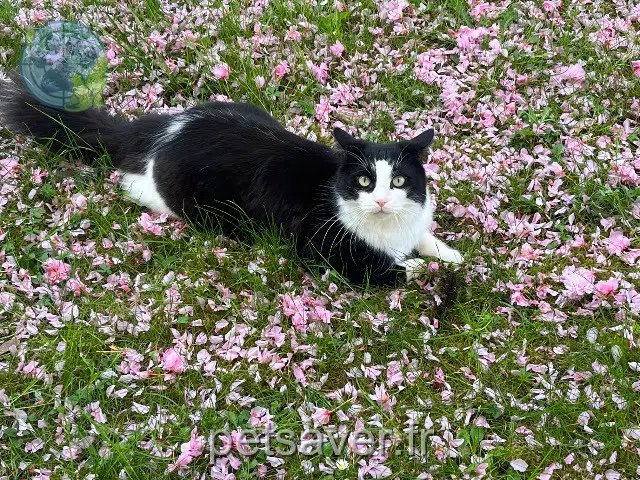 chat lost   27120 Pacy-sur-Eure Hacao