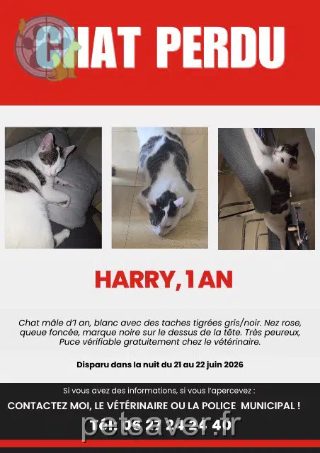 gatto lost 27140 Gisors Harry