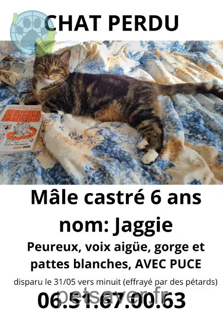 gato lost   27140 Gisors Jaggie