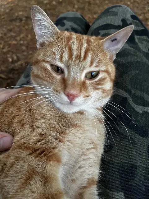 chat lost   27000 Évreux Kimo