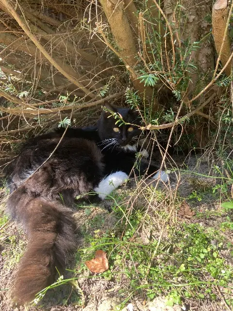 chat lost   27370 Le Bosc-du-Theil Spidey