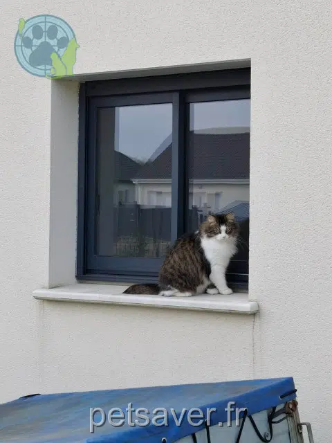 chat lost   27370 Le Thuit-de-l'Oison Tao