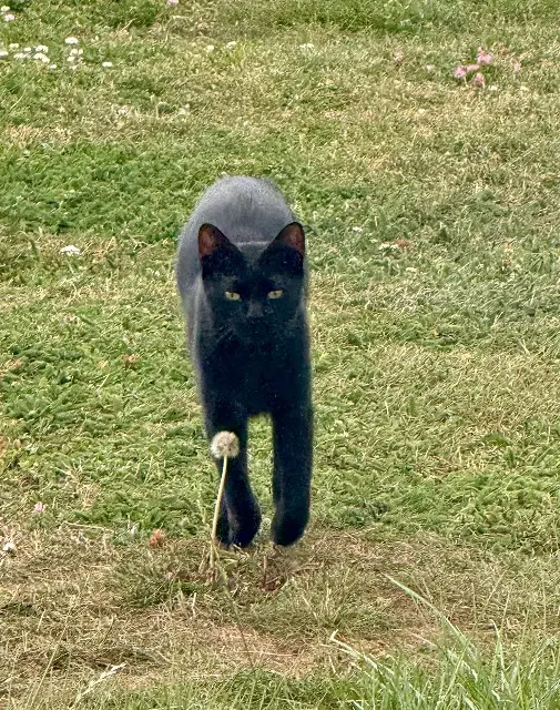 chat lost   27190 Le Val-Doré Yago