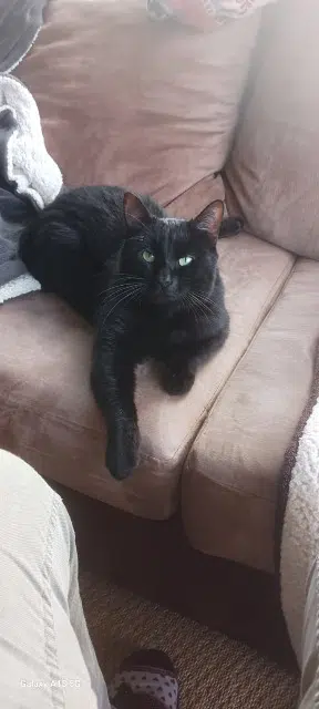 chat lost   27910 Les Hogues Leo