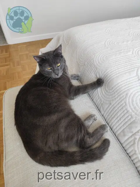 gato lost   27920 Saint-Pierre-de-Bailleul Leon