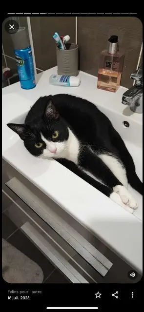 chat lost   27000 Évreux Mando