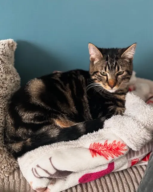 chat lost   27110 Crosville-la-Vieille Max