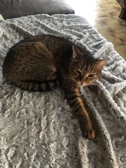 chat lost    Mesnil-en-Ouche New