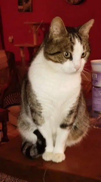 chat lost   27800 Calleville Micka