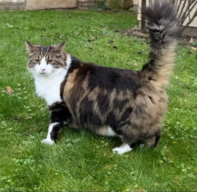 chat lost   27100 Le Vaudreuil Minou