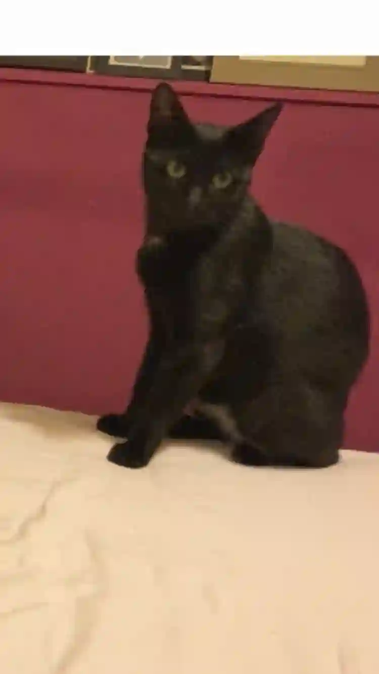 Chat Perdu 27 Eure - Mirabeau Chat Perdu 27 Eure - Mirabeau
