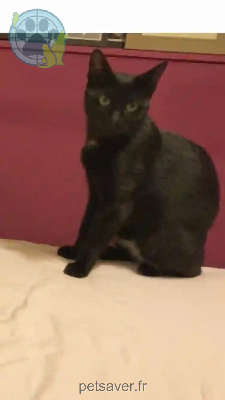 Chat Perdu 27 Eure - Mirabeau Chat Perdu 27 Eure - Mirabeau