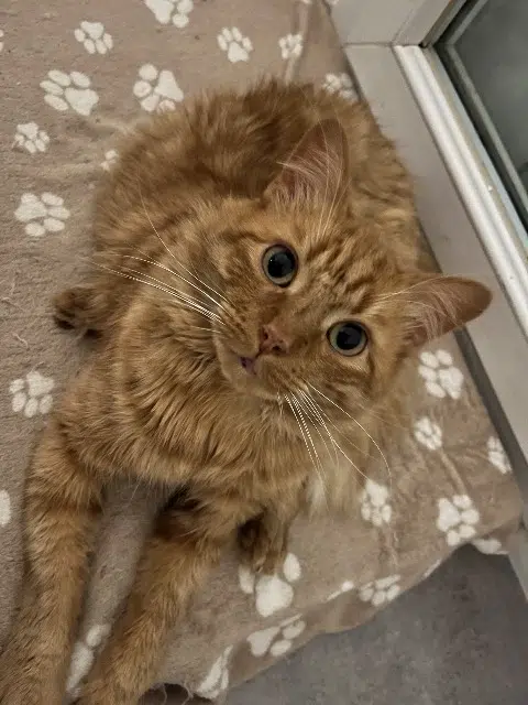 chat lost   27100 Val-de-Reuil Momo