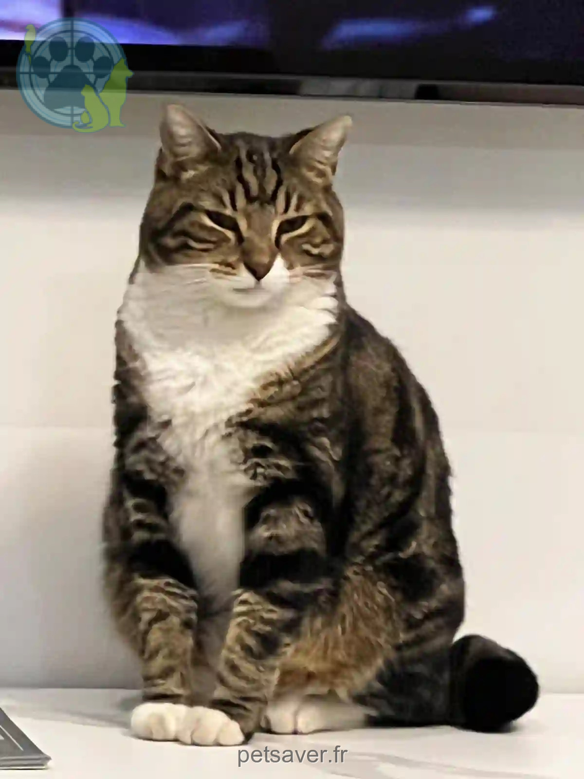 Chat Perdu 27 Eure - Moscow Chat Perdu 27 Eure - Moscow