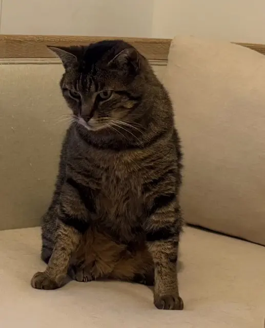 chat lost   27000 Évreux Nelson «  nel «