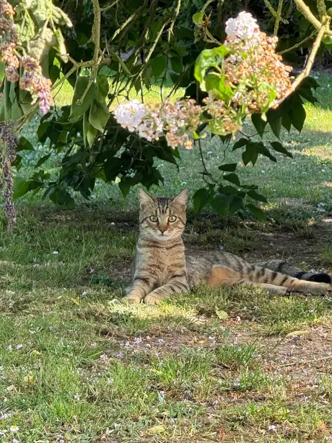 chat lost   27600 Saint-Pierre-la-Garenne Neo