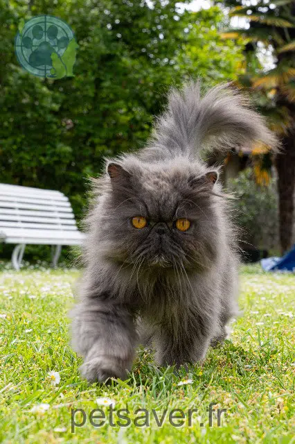 gato lost   27200 Vernon Nounours