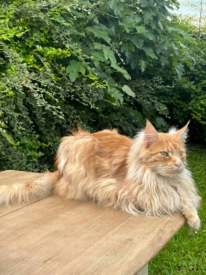 Chat Perdu 27 Eure - Orion Chat Perdu 27 Eure - Orion