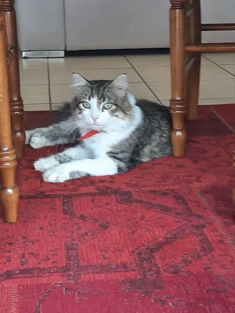 chat lost   27940 Villers-sur-le-Roule Paulo