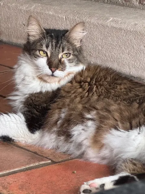 chat lost   27120 Boisset-les-Prévanches Pistou
