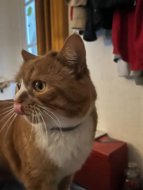 Kater vermisst 27000 Évreux Pitou Kater lost 27000 Évreux Pitou