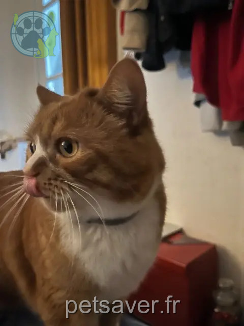 chat perdu 27000 Évreux Pitou chat lost 27000 Évreux Pitou