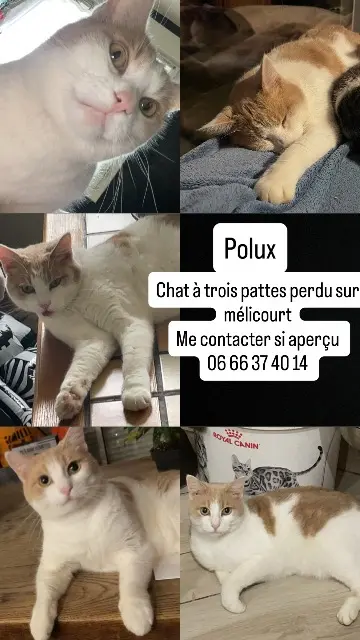 chat lost   27390 Mélicourt Polux